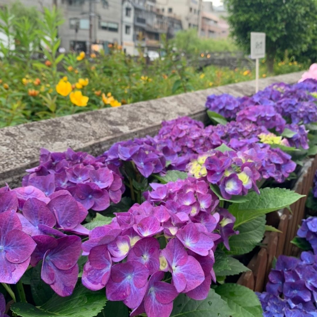 紫陽花